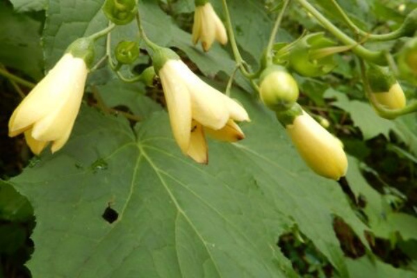 定年生活 山野草のエキ 直近で咲いた花