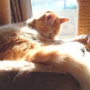 【平和なひと時】コルッチの憂鬱（汗） No.1　～コルッチ 編＿黒猫な日常：クロネコ「黒龍」