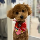 トリミングおたより