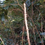 天然食材探しへ近くに気軽に出かけよう！