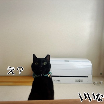 猫とお酒と日々のこと Powered by ライブドアブログ