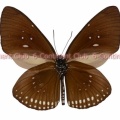 モデスタシロオビマダラ♂ (ランカウイ) Euploea modesta modesta