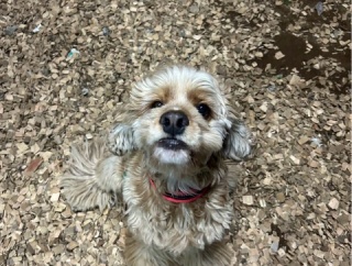 今夜のシェルター通信です。