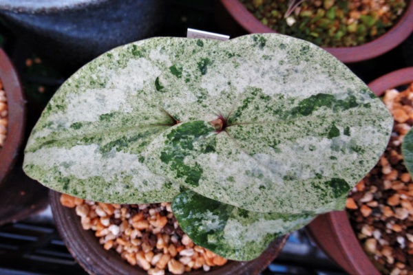 山野草斑入り ウンゼンカンアオイ「玄白」（四季の山野草（ウン