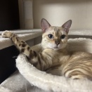 受け継がれる匠の技