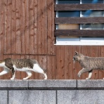 猫写真家・沖 昌之のブログ　野良ねこちゃんねる。　