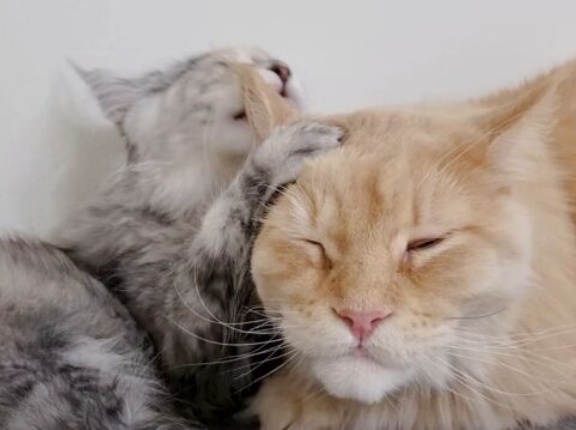 「もうやめて！」「いや、もうお前しかおらんから…！」メインクーンの伯父ちゃん、ひとりのこった子猫に全愛情を注ぎまくる