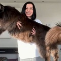 巨大猫種、メインクーンの中でもでかい！ゼウスがさらなる成長を見せる
