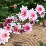 『母への嫌がらせ？』の画像