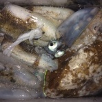 ホシガメ釣り日記