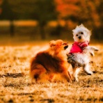 冬鳥深晴の闇へようこそ