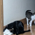 ３にゃん