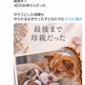 ワンワンの事は忘れない😢