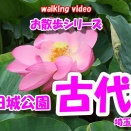 【4Kお散歩シリーズ】 埼玉県富士見市 ~難波田城公園 古代蓮~