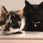 酒とロックな日常