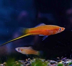 9月27日(土)熱帯魚入荷情報🐟