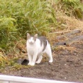 猫に小判を与えたら。 埋蔵金:千八百八拾壱両 いったい何をしちょるぅ?
