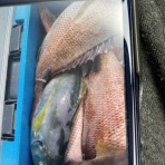 みなもと渡船のオフィシャルblog