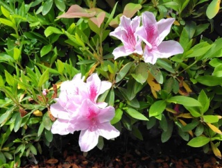 この３組のマッチングは難しい？