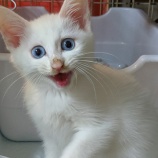 『募集前の猫ちゃん達』の画像
