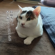 春休みが明けるとアレが捗る。と、黒の肉球つくりました。