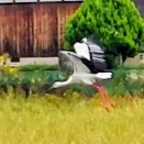 羽ばたけ　コウノトリ！