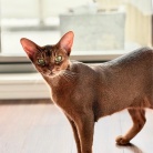 早起きしてサークルを歩くりすたんに、飼い主はビクビクしているのだよ