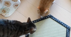 猫専用畳。