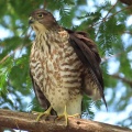 野鳥雀鷹（ツミ）の幼鳥を撮る21🦅📸「水を飲む」（太田市）