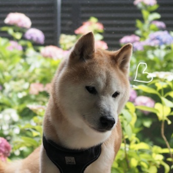 シニア犬貫太、人間なら後期高齢者