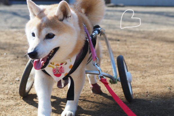 湘南凸凹柴wan日記 散歩嫌い Powered By ライブドアブログ