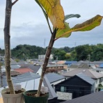 盆栽な感じで…的な！