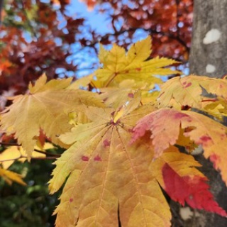 ＡＩと翻訳　－境界を超えるー