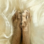 おうちごはんとおかしとねこ