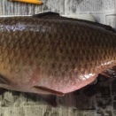 2025年4月から7月の釣果