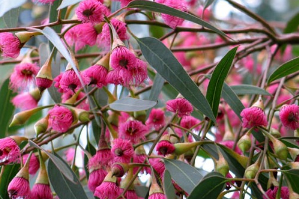 ２００７年総集編 オーストラリアの花 Alex S Garden Party