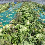 伊那谷農業日記