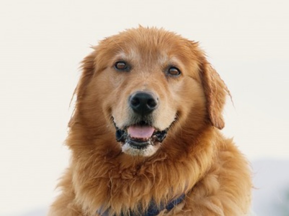 【朗報】犬を飼って初めて『幸せ』ってのがわかったわ…