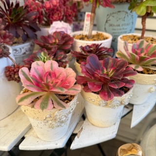 のばらのガーデニングブログ　Hana and Rose Garden+