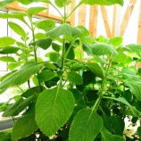 『緑砦館物語(332)アグリ作業(261回)水無月を迎えて(4)』の画像