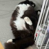 【ご飯＆猫日記】ホールフーズのスコーン美味しい・猫も溶ける暑さ