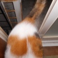 猫に小判を与えたら。 埋蔵金:千八百六拾壱両 お前えぇ~加減にしぃ~やぁ~。