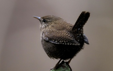 『投稿：さえずりの美しいミソサザイと使用機材へのこだわり　2026/03/23』の画像