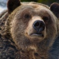 【画像】役所「クマに出くわした場合は2mまで近づいて弱装弾で撃ち◯してね」