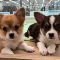 ★子犬紹介★