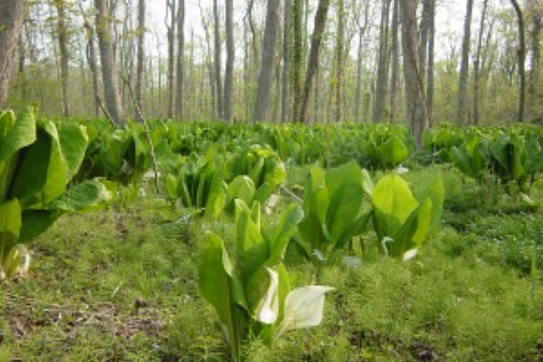 函館観光 函館グルメ 穴場スキー観光 デートスポット