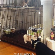 初対面のオトナ猫さま達の反応