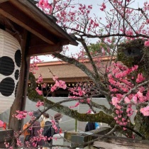 京都府ウォーキング協会 てくてく はるみの写真館