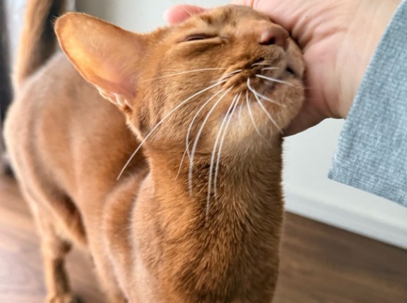 クネクネ甘えん坊ひめちゃん