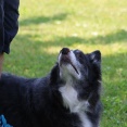 【犬のいる幸せ】溺愛、それが何か？だって毎日がスペシャルでしょ♪